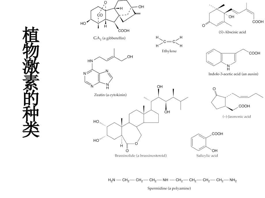 植物激素的作用机理_第5页