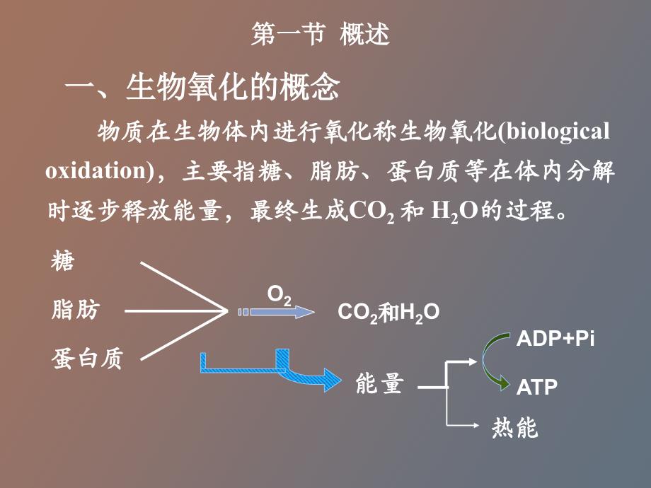 生物化学第八章生物氧化_第2页