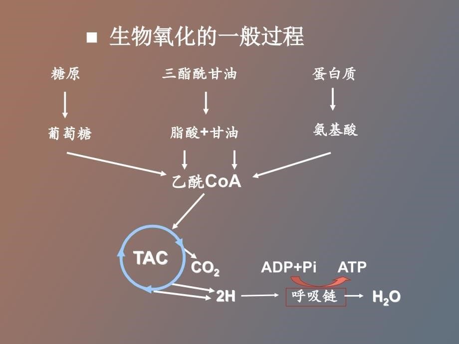 生物化学第八章生物氧化_第5页