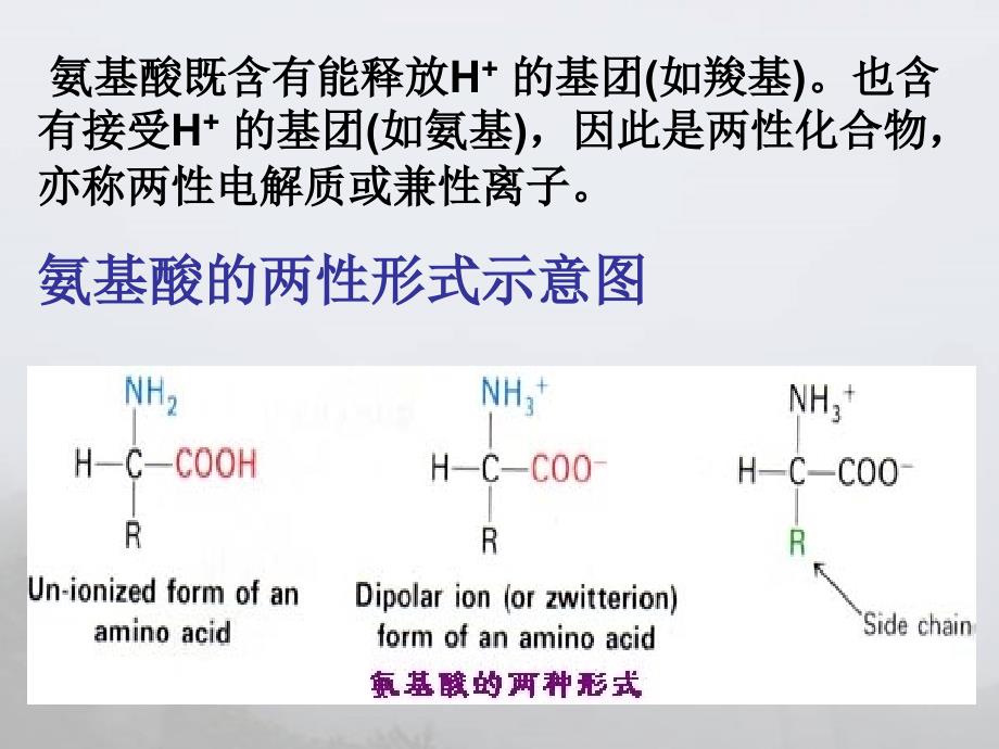 氨基酸等电点的计算和应用_第3页