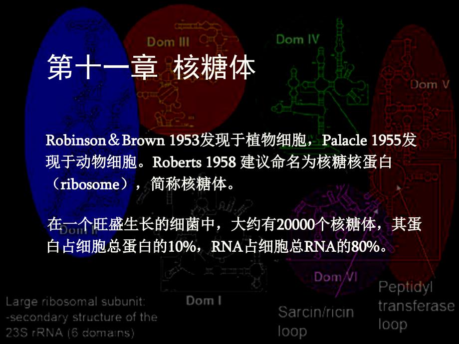 细胞生物学110 核糖体_第1页