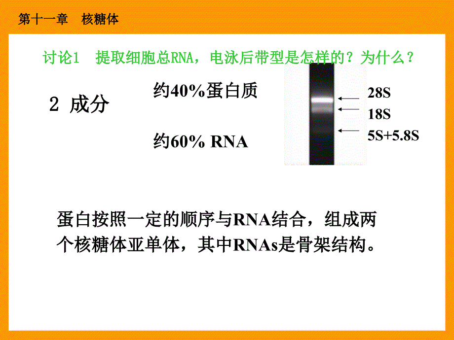 细胞生物学110 核糖体_第4页