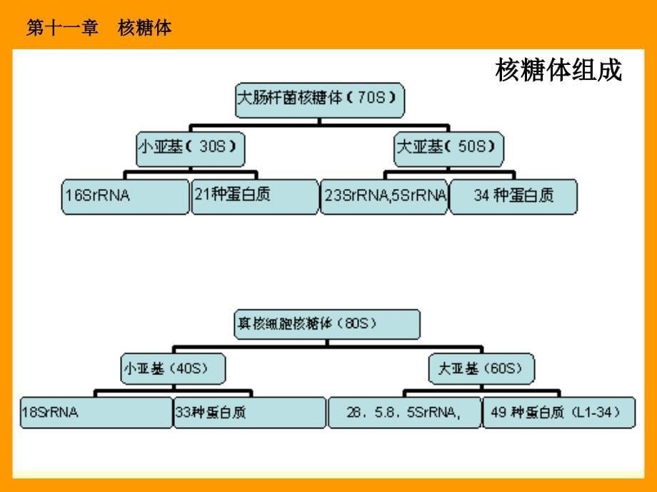 细胞生物学110 核糖体_第5页