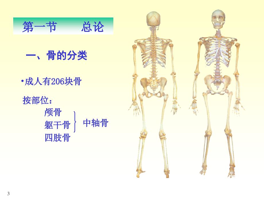 基础解剖骨学_第3页