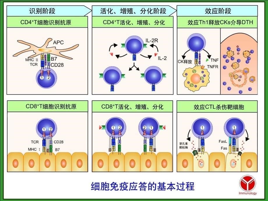 医学免疫学：第十二章 适应性免疫：T淋巴细胞对抗原的识别及免疫应答_第5页