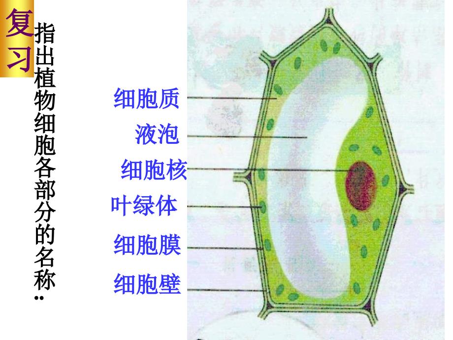 【】观察动物细胞课件_第3页