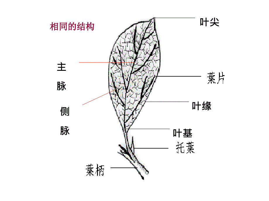 一5植物的叶子上课_第4页