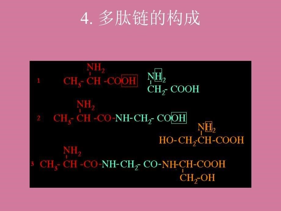 蛋白质的生物学作用ppt课件_第5页