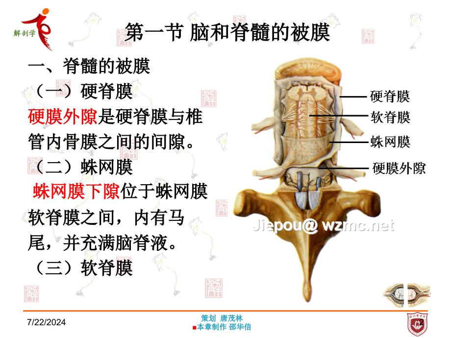 《系统解剖学》教学课件：第十九章脑脊髓血管被膜_第2页