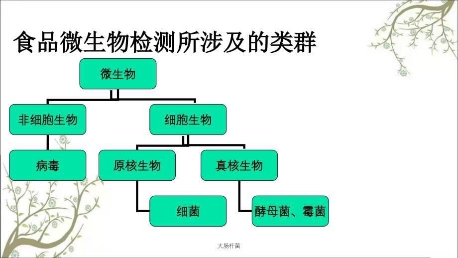 大肠杆菌课件_第5页