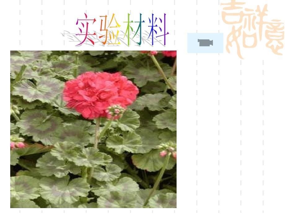 绿色植物通过光合作用制造有机物.ppt_第5页