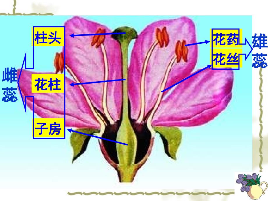 第七单元第一章：生物的生殖和发育复习课件_第3页