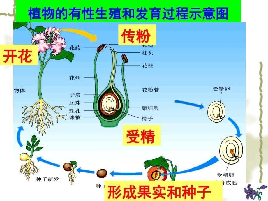 第七单元第一章：生物的生殖和发育复习课件_第5页