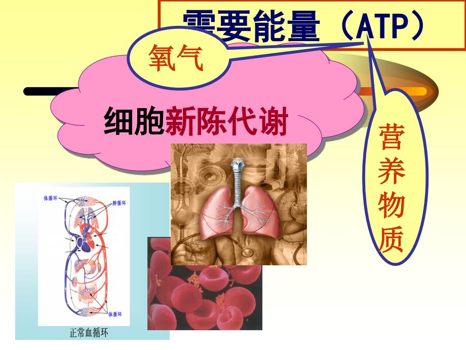 病理学： 消化系统疾病---胃炎及消化性溃疡_第1页