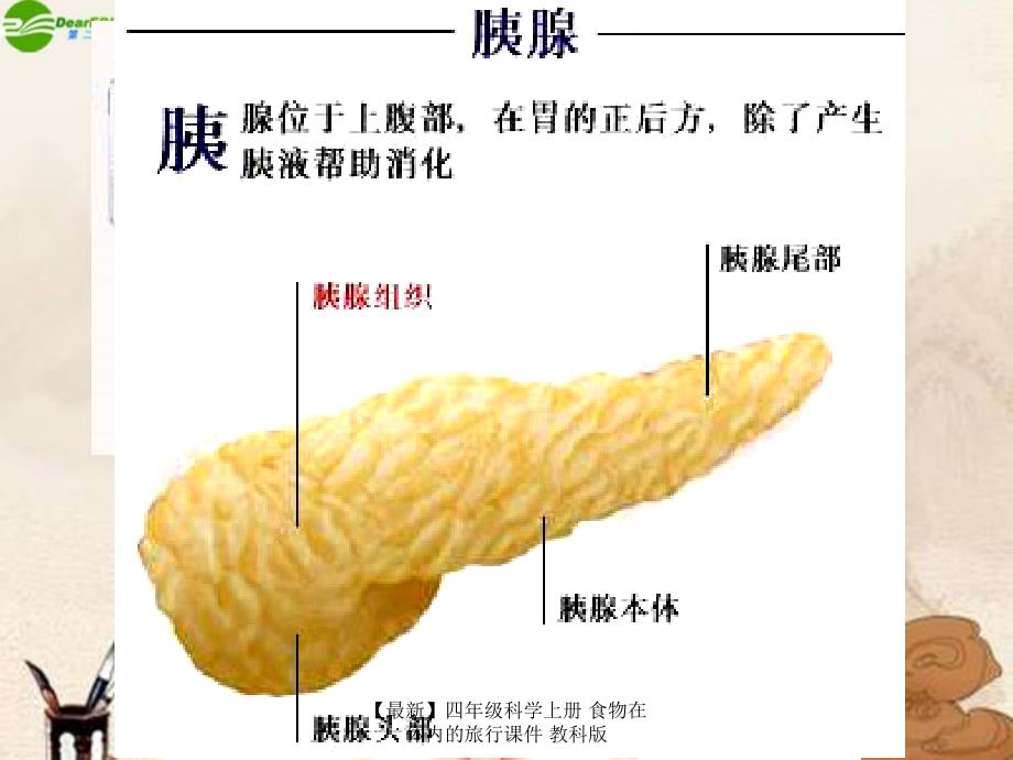 最新四年级科学上册食物在体内的旅行课件教科版_第4页