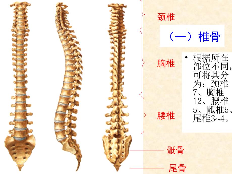 《基础解剖学》课件：第3节 躯干骨及其连接_第3页