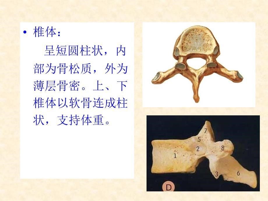 《基础解剖学》课件：第3节 躯干骨及其连接_第5页