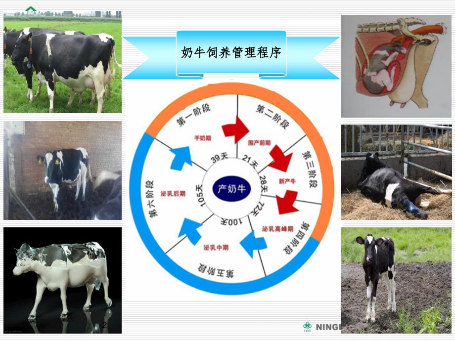 犊牛的饲养管理.ppt_第2页