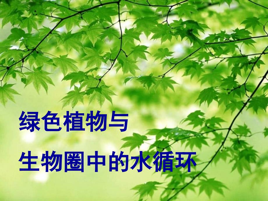 生物绿色植物与生物圈中的水循环_第1页