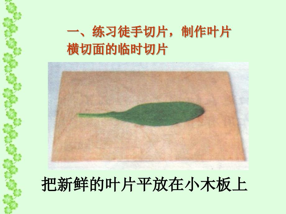 生物绿色植物与生物圈中的水循环_第3页