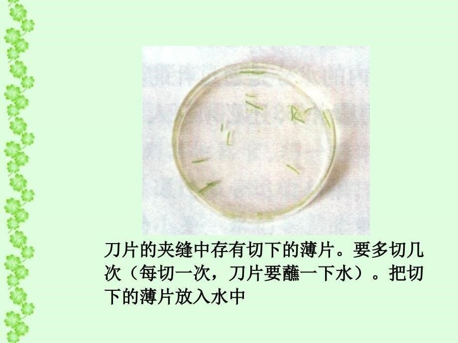 生物绿色植物与生物圈中的水循环_第5页