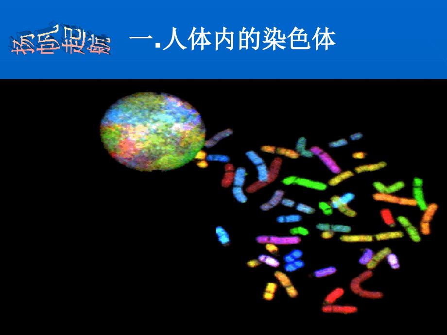 人类染色体和性别遗传.ppt_第3页