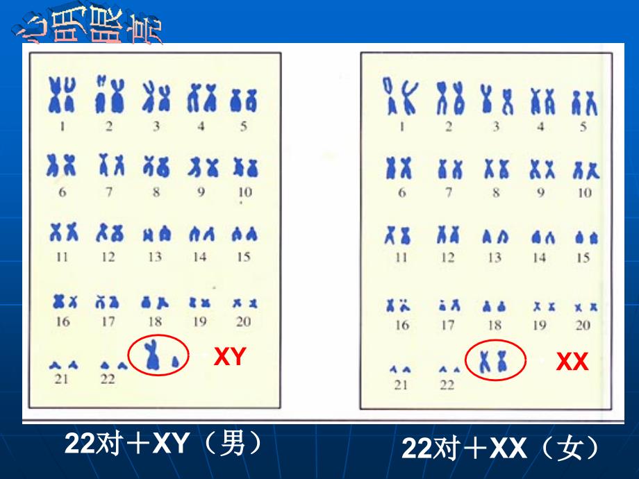 人类染色体和性别遗传.ppt_第4页