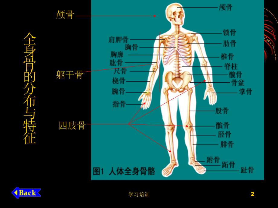 人体解剖学基础#高级教育_第2页