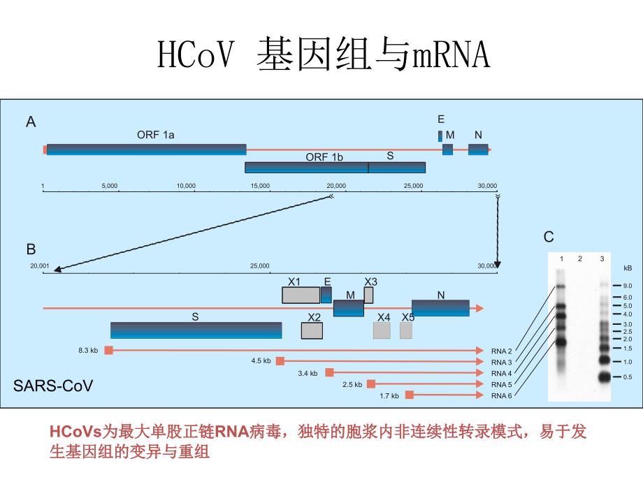 冠状病毒实验室检测参考PPT_第4页