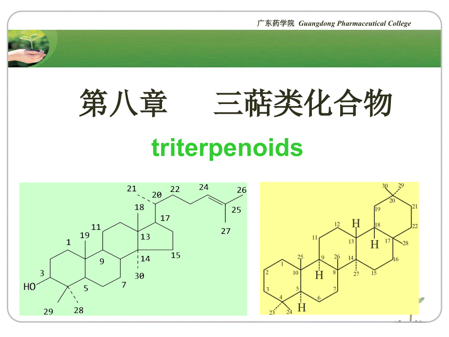 培训资料三萜类化合物_第2页