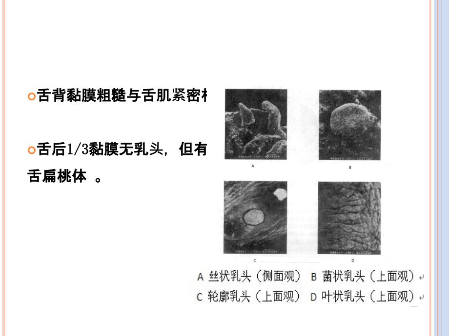 口腔局部解剖及其生理功能_第3页