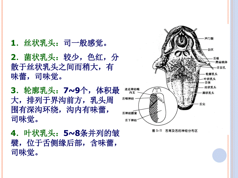 口腔局部解剖及其生理功能_第4页