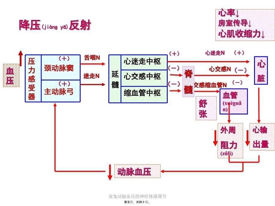 家兔动脉血压的神经体液调节课件_第5页