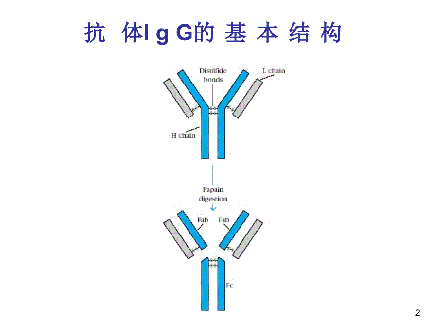 B细胞和T细胞PPT_第2页