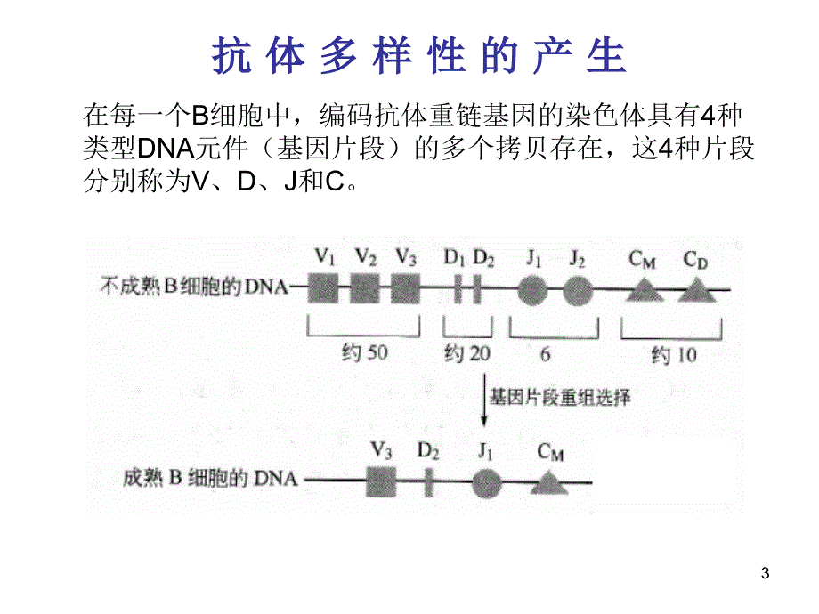 B细胞和T细胞PPT_第3页