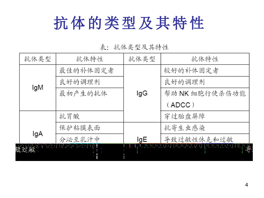 B细胞和T细胞PPT_第4页