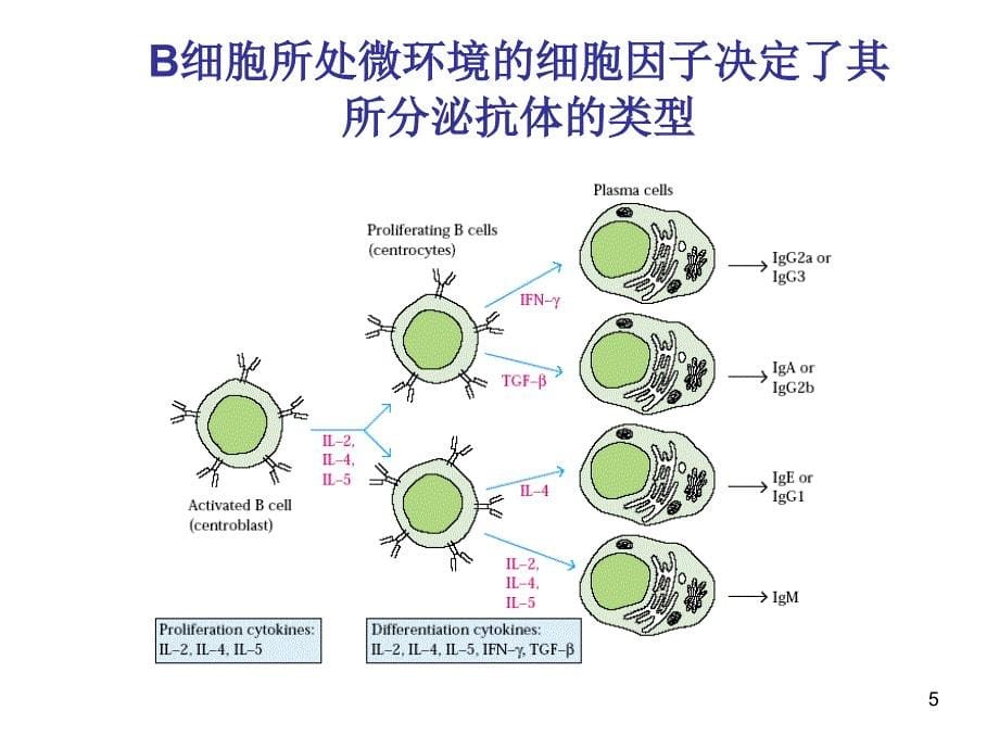 B细胞和T细胞PPT_第5页