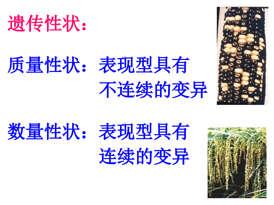 遗传学9第八章数量性状的遗传_第2页