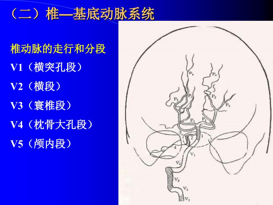 断层解剖脑血管2课件_第1页