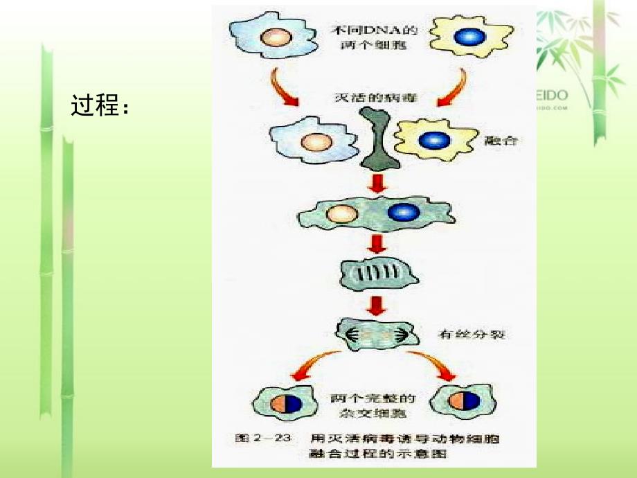 222动物细胞融合与单克隆1抗体精选文档文档资料_第3页