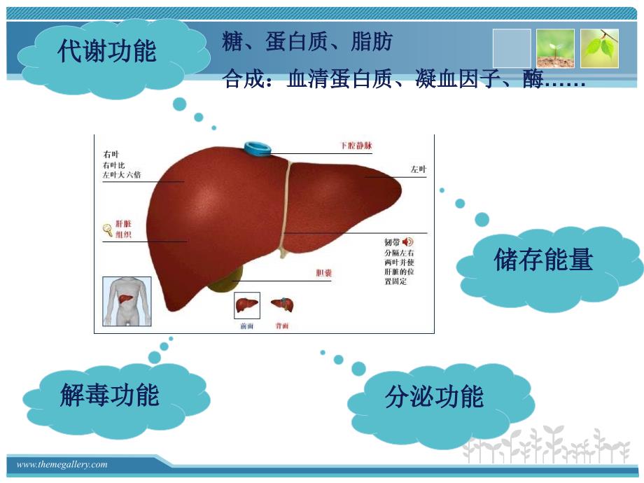 肝功能解读及保肝药物选择课件.ppt_第2页