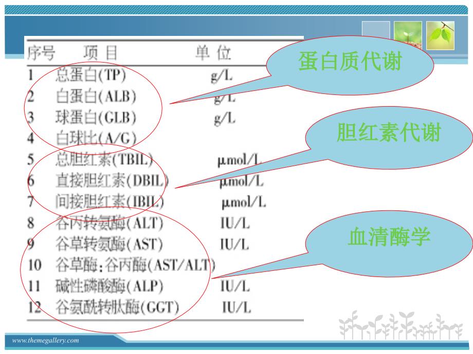 肝功能解读及保肝药物选择课件.ppt_第3页