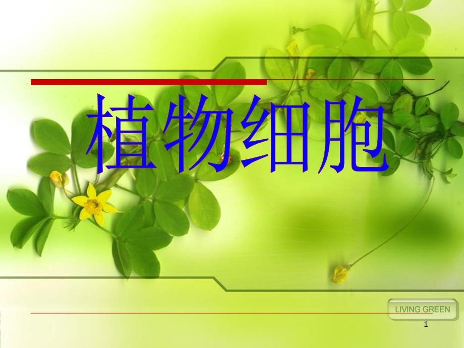 植物细胞.ppt_第1页