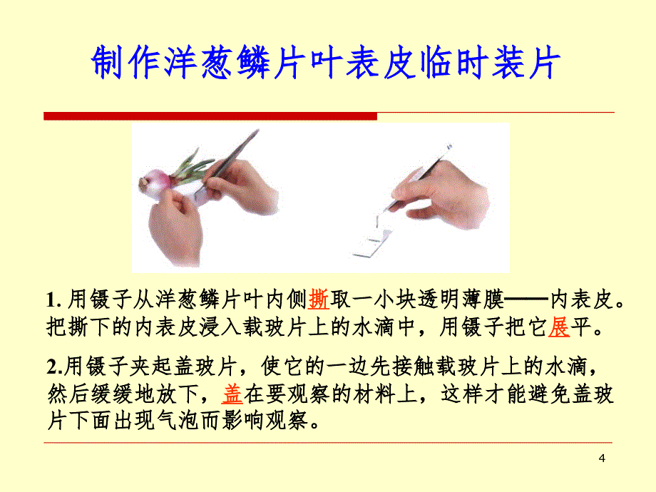 植物细胞.ppt_第4页