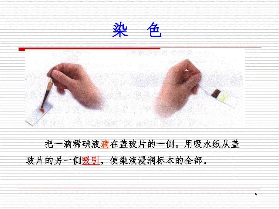 植物细胞.ppt_第5页