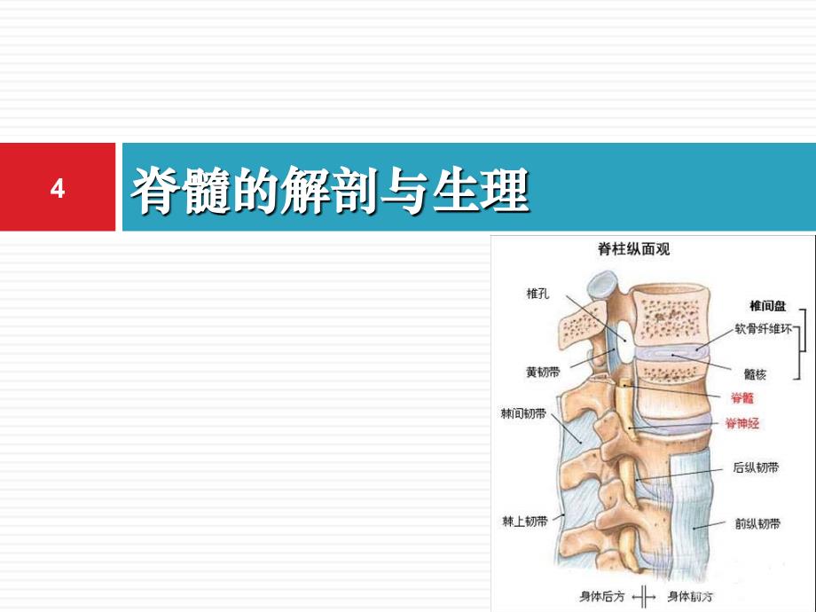 脊髓损伤概述ppt课件_第4页