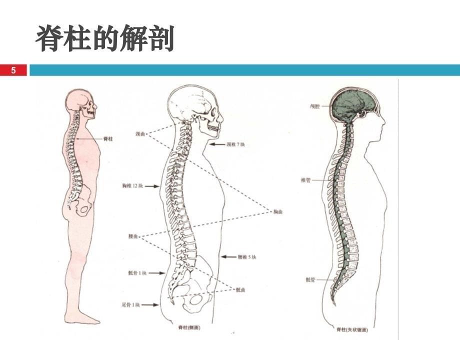 脊髓损伤概述ppt课件_第5页