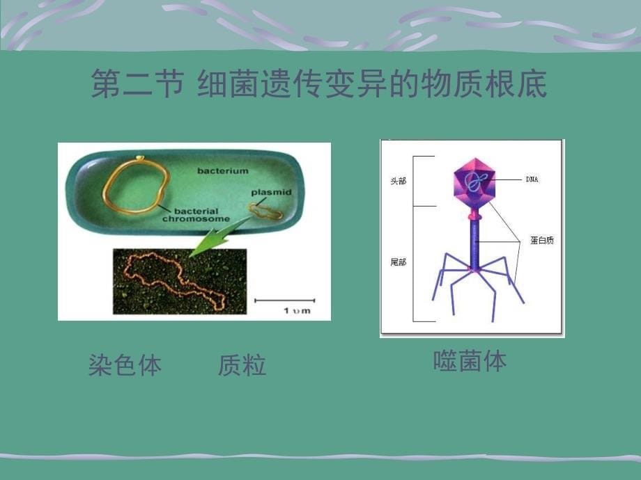 第五细菌的变异ppt课件_第5页