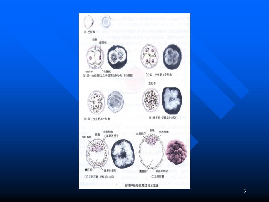 生殖医学与男性不育_第3页