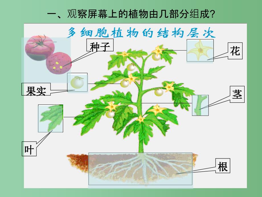 六年级生物上册2.3.3植物体的结构层次课件2鲁科版五四制_第4页